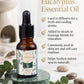 THE EUCALYPTUS ESSENTIAL OIL